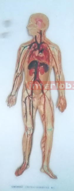 HUMAN BLOOD CIRCULATION SYSTEM, PLAT TYPE, PLASTIC PLATE HANGING